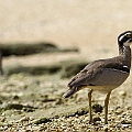 Beach Thick-knees on Normanby Island<br />Canon EOS 7D + EF400 F5.6L